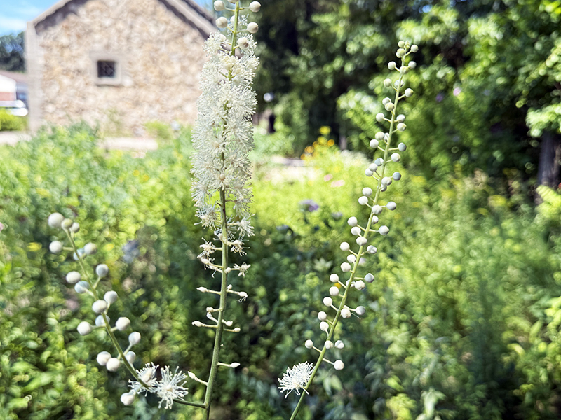 Black Cohosh as it grows in our native gardens