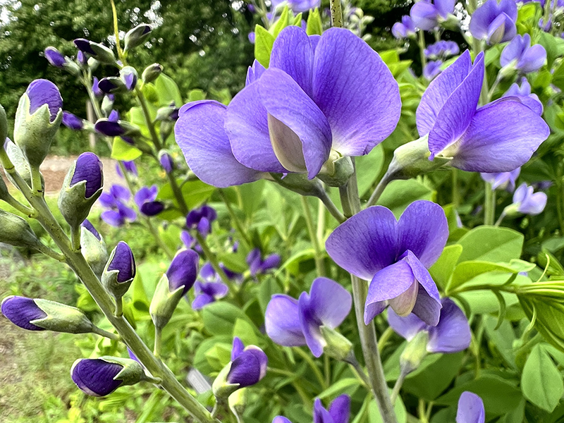 Blue Baptista as it grows in the LHF Native Garden, cropped to title card size.