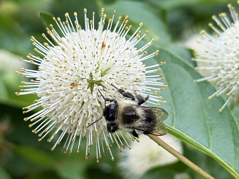 Button Bush as it grows in our native gardens