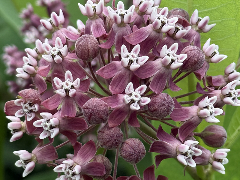 A closeup of flowering Common Milkweed as it grows in our native gardens.