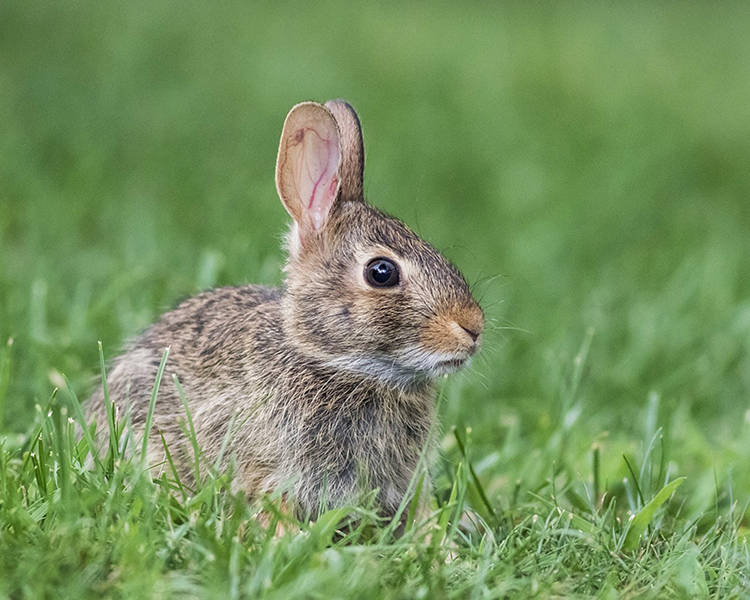 Cottontail rabbit in grass