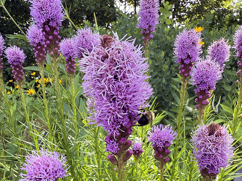 Dense Blazing Star in our Native Garden