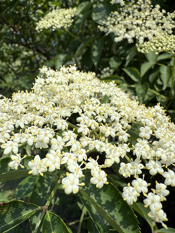 A closeup of an Elderberry plant