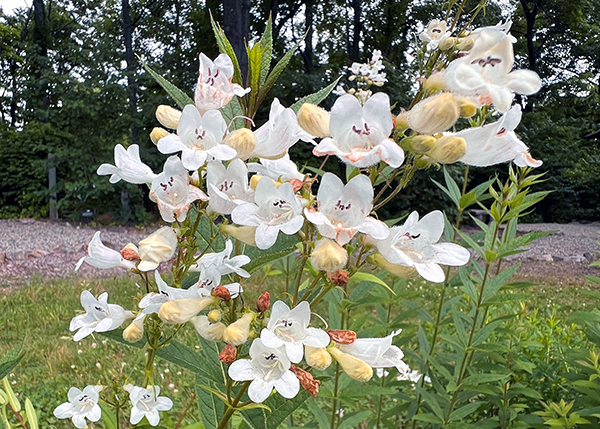 Foxglove in the Lake Hopatcong Foundation native gardens