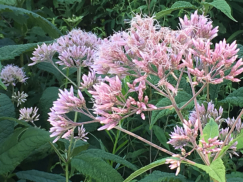 Joe Pye weed as it grows in our native gardens