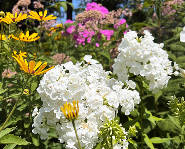 native flowers in the Lake Hopatcong Foundation native gardens