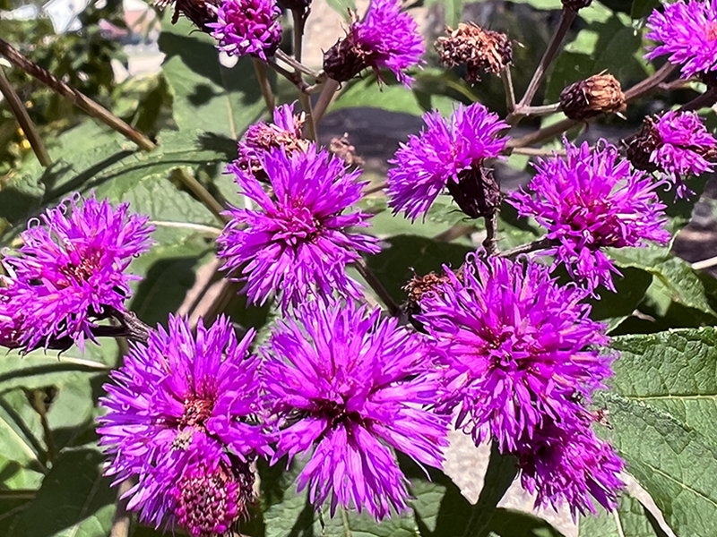 New York Ironweed as it grows in our native garden