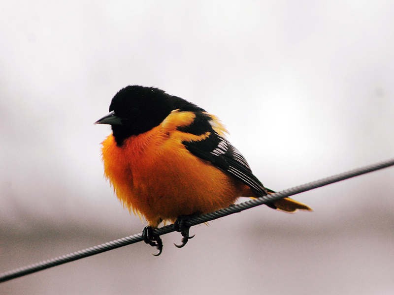 An Oriole perches on a wire