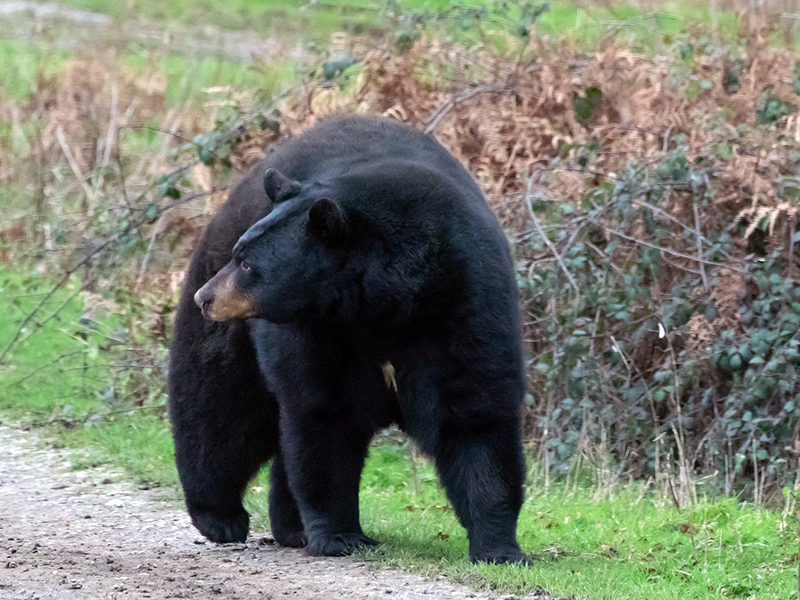 A black bear walks near some brush next to a road.
