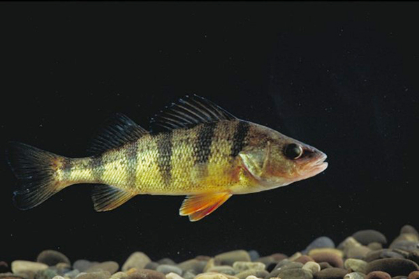 Perch Fish