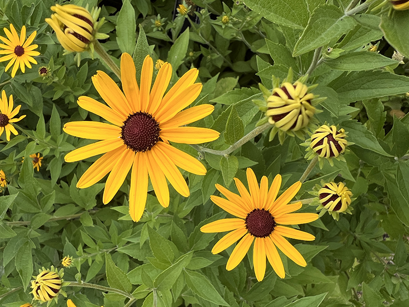 Rudbeckia as it grows in our native gardens