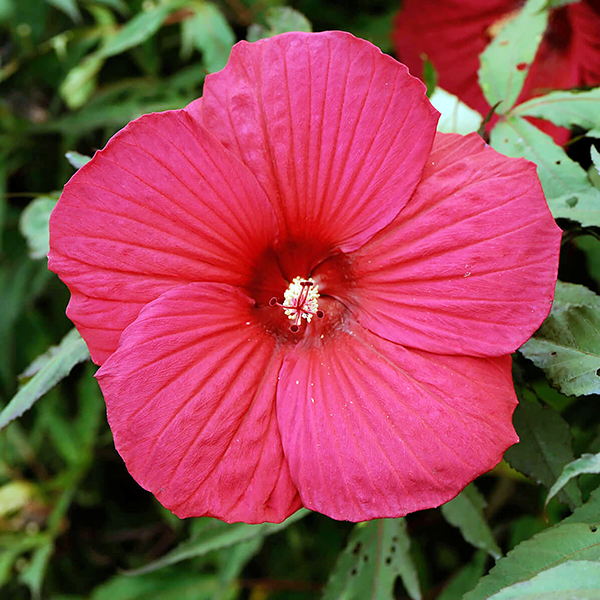 A Swamp Rose Mallow flower in bloom.