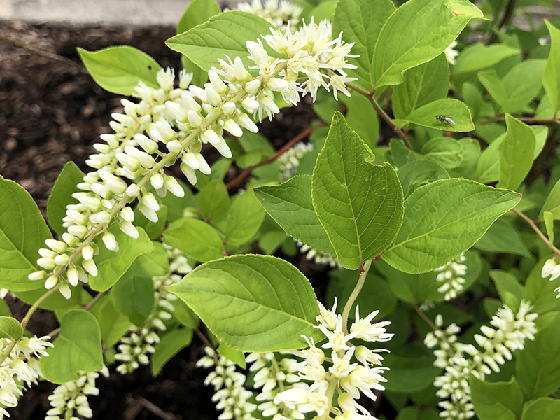 Sweetspire as it grows in the native garden.