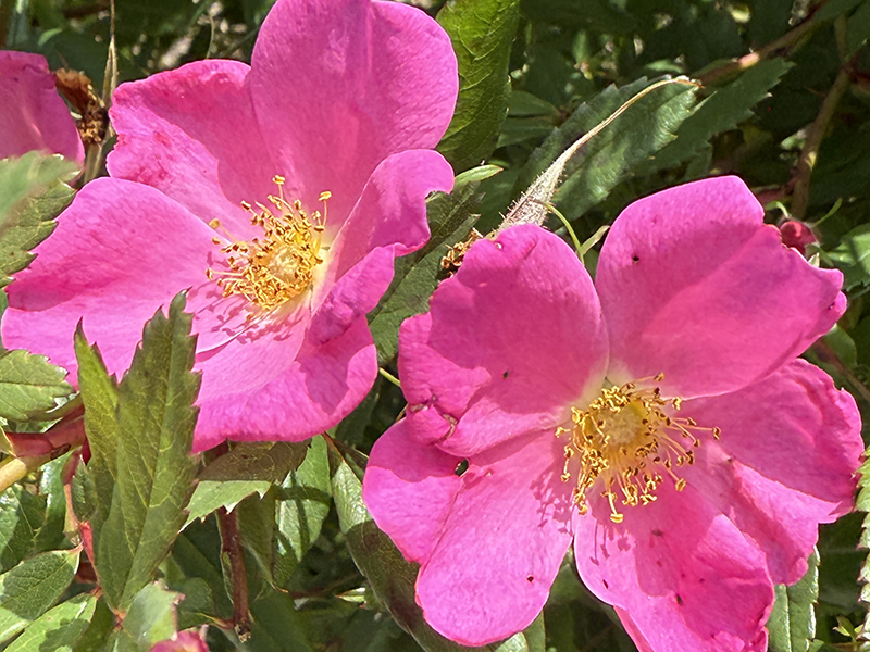 A closeup of Virginia Rose as it blooms in the Lake Hopatcong Foundation's Native Gardens.