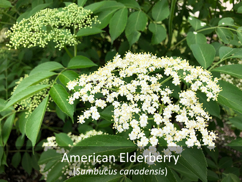American Elderberry as it grows in our native garden