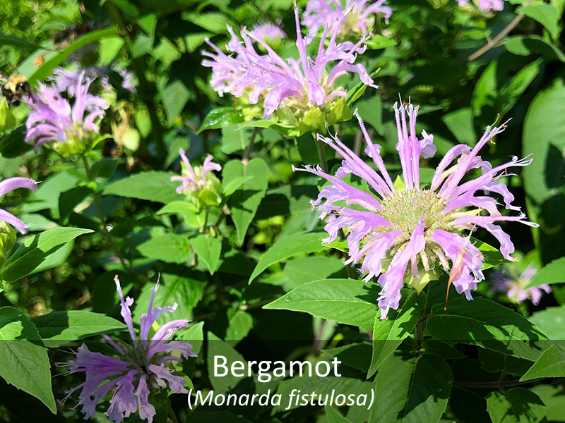 Bergamot Title Image