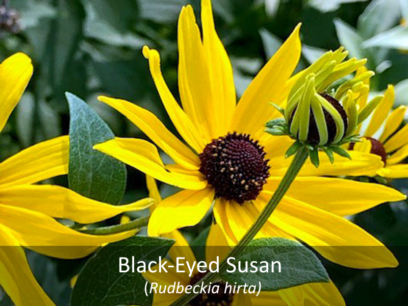 Black Eyed Susan with title