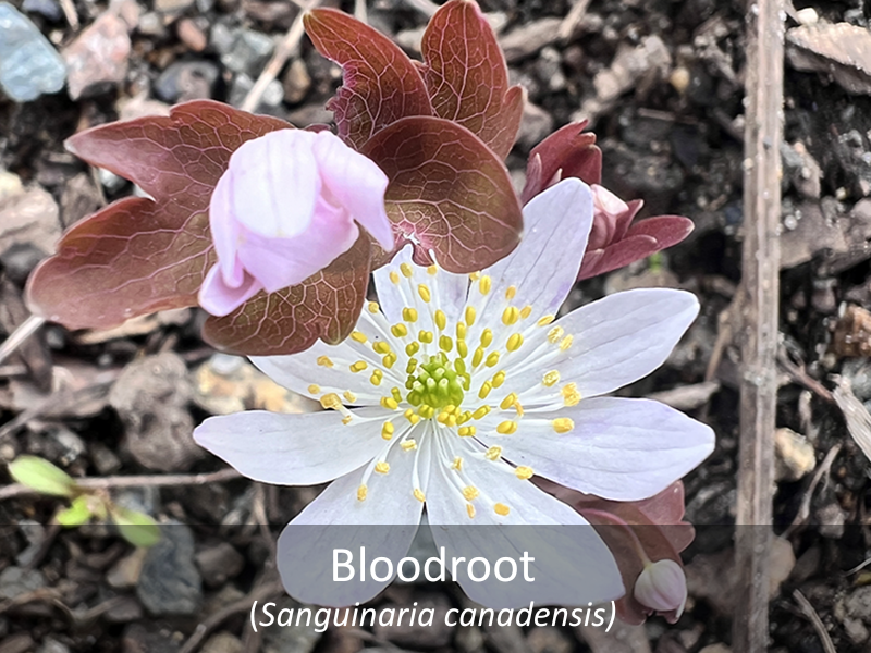 Bloodroot with title