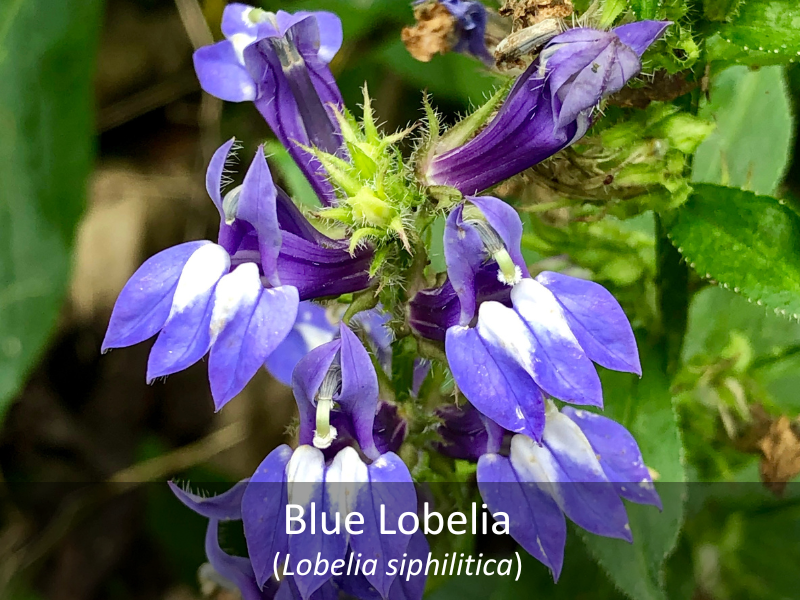 Blue Lobelia as it grows in our native gardens