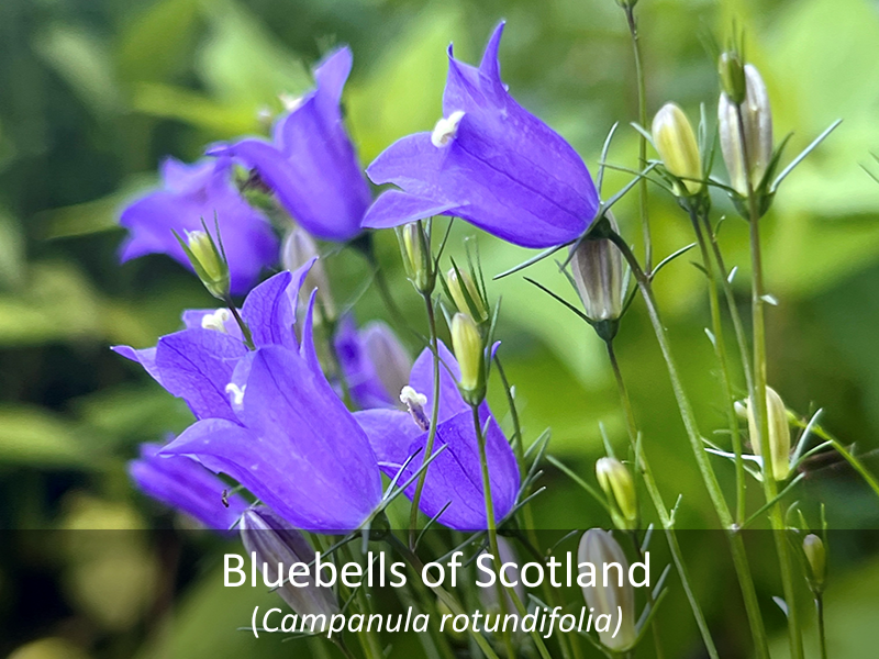 Bluebells of Scotland with title