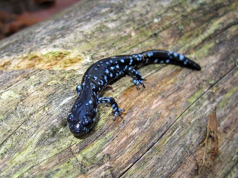 A blue spot salamander is on a tree branch.