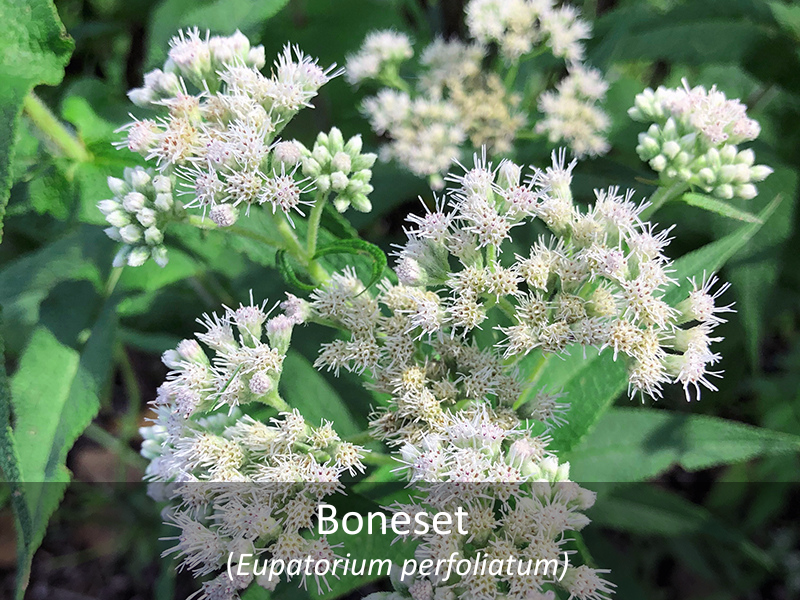 Boneset with title