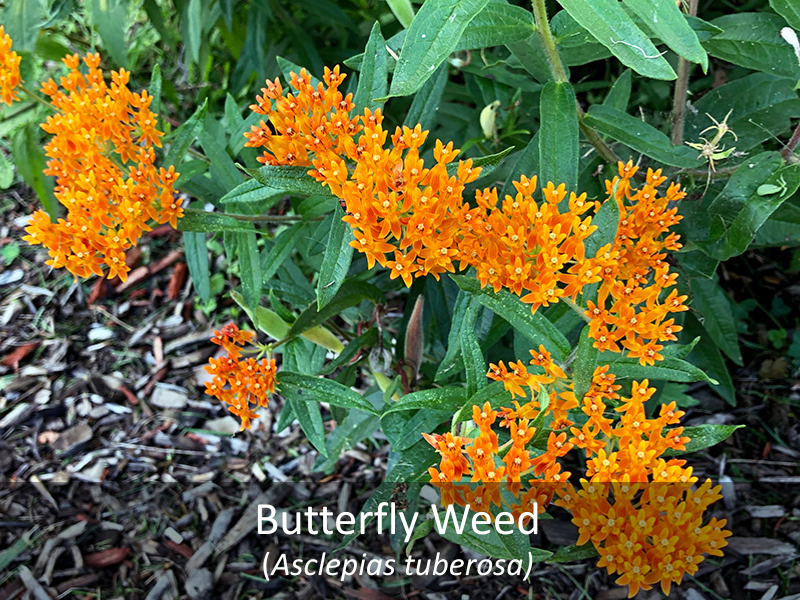 Butterfly Weed with title