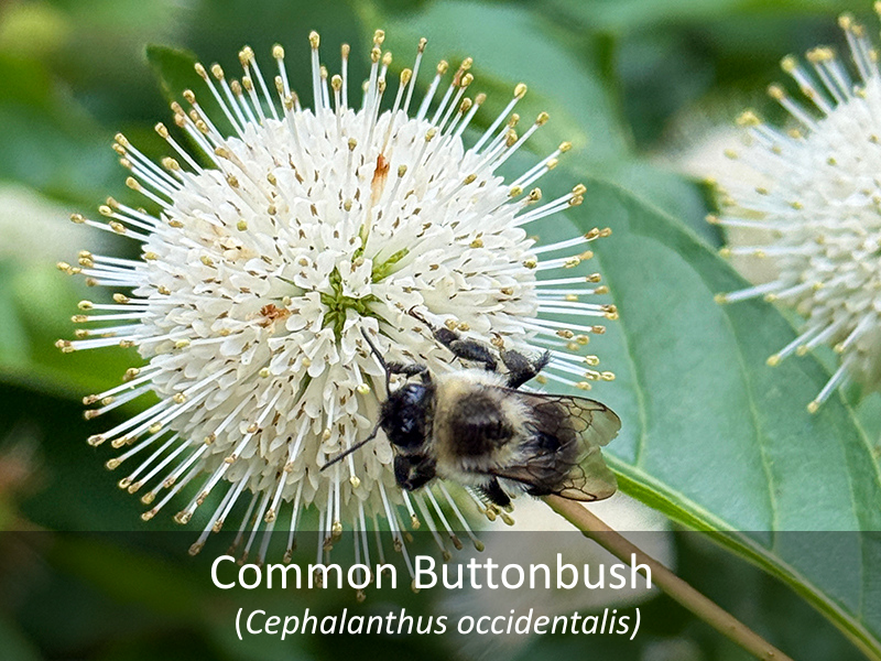 Common Buttonbush with title