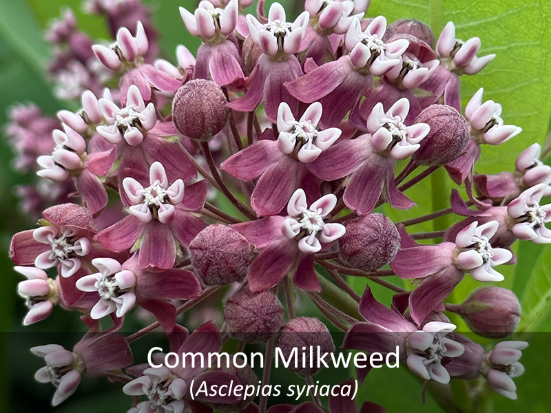 Common Milkweed with title