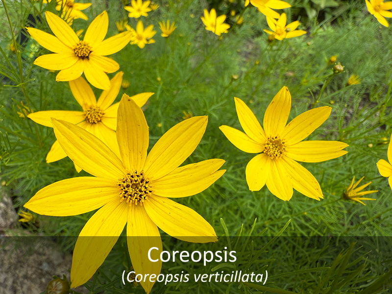 Coreopsis with title