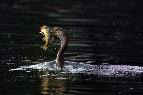 Cormorant fishing