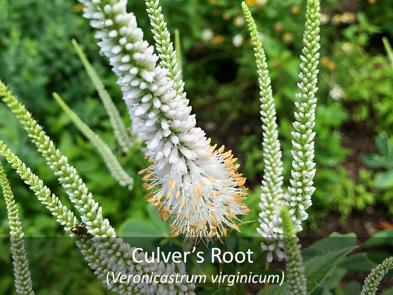 Culver's Root with title