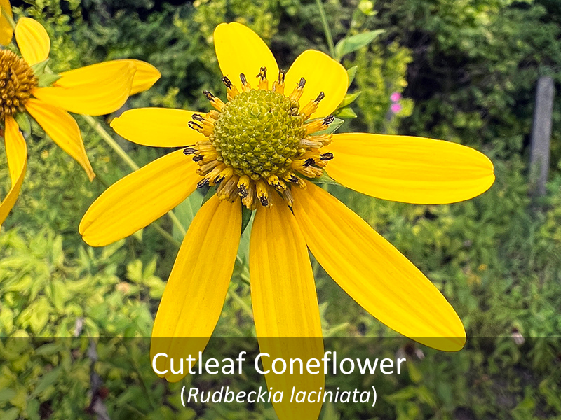 Cutleaf Coneflower as it grows in our native garden