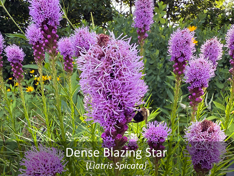 Dense Blazing Star with title