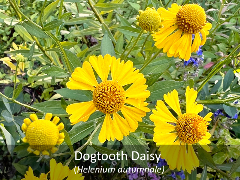 Dogtooth Daisy with title