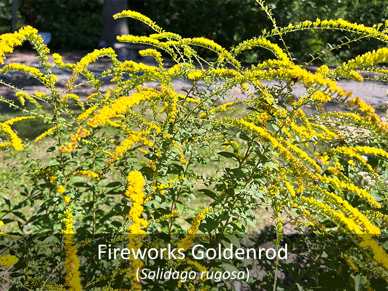 Fireworks Goldenrod as it grows in our native garden