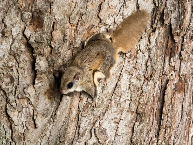 Flying squirrel on a tree