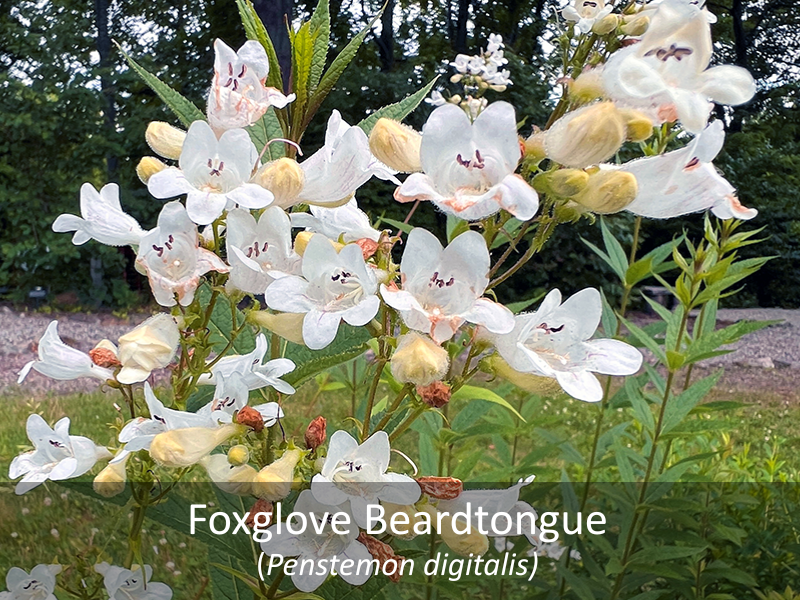 Foxglove Beardtongue with title