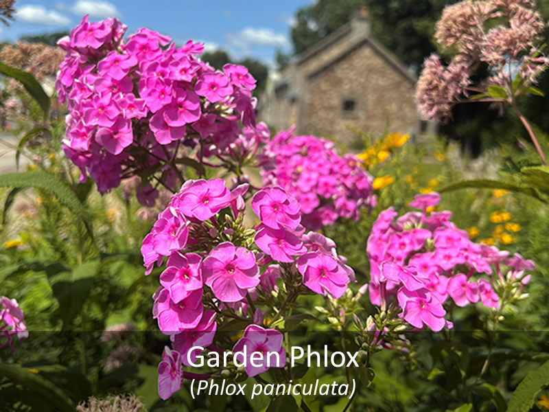 Garden Phlox with title