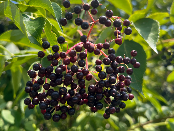 A cluster of elderberries