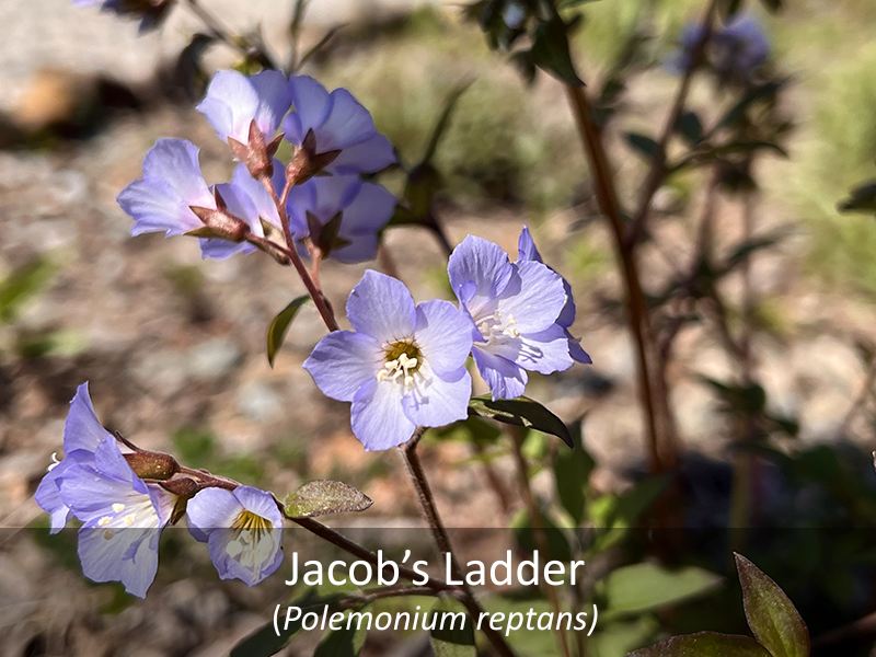 Jacob's ladder with title