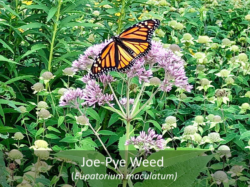 Joe-Pye Weed with title