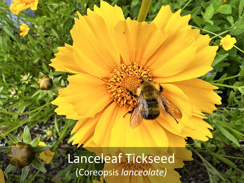 Lanceleaf Tickseed with title