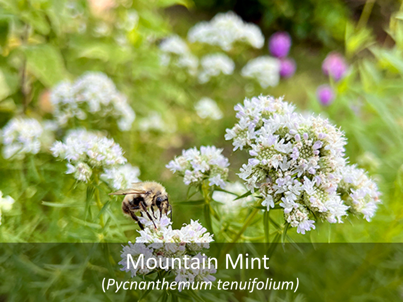 Mountain Mint with title