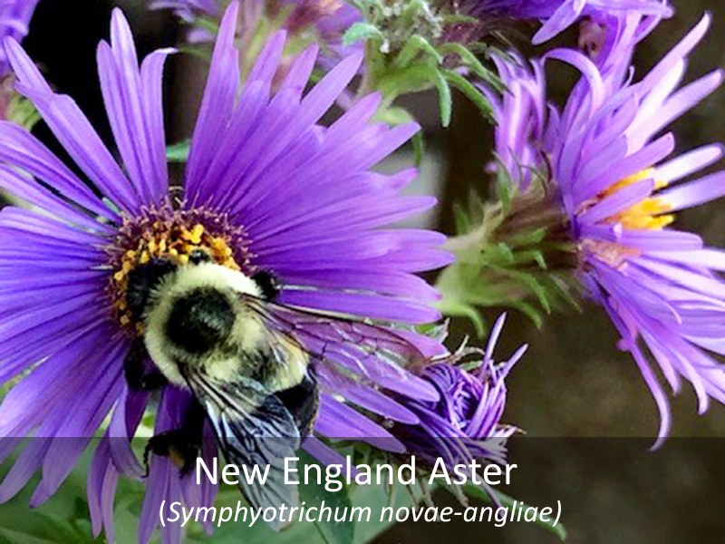New England Aster with title
