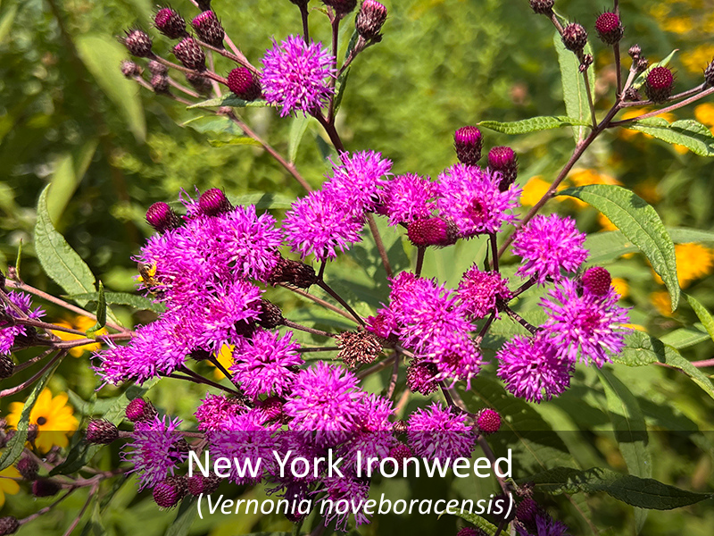 New York Ironweed with title