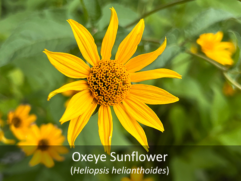 Oxeye Sunflower Labelled
