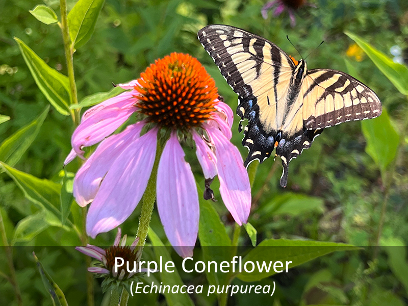 Purple Coneflower as it grows in our native garden