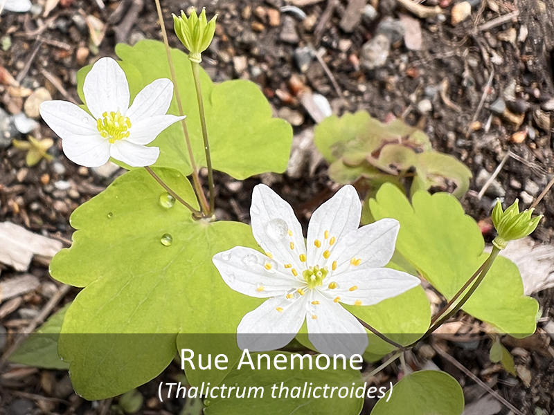 Rue Anemone with title
