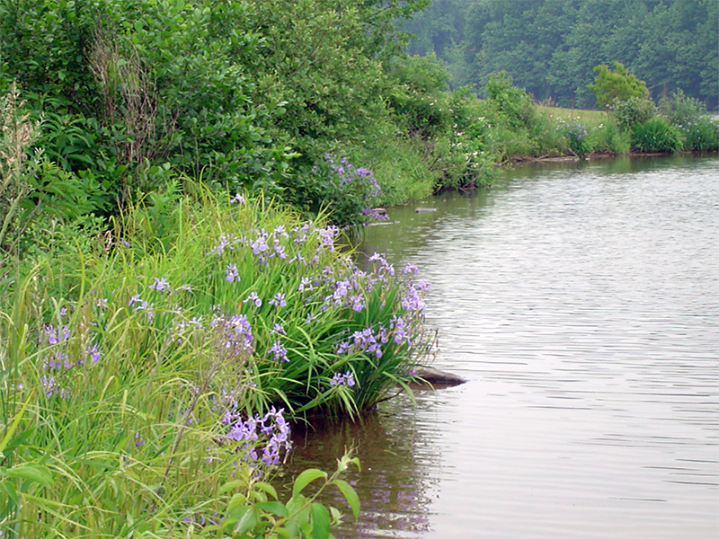 a vegetative buffer along the shoreline of a lake